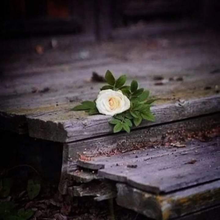 Selamün Aleyküm. 
#GÜNAYDIN 🌹

#HUZURLUSABAHLAR

Bugün'de fırsat! verildi.
öyleyse! verilene ŞÜKÜR. verilemeyene SABIR. ve
çok tefekkür. ❤️

#Hayırlısabahlar 
#yeniHaftayamerhaba