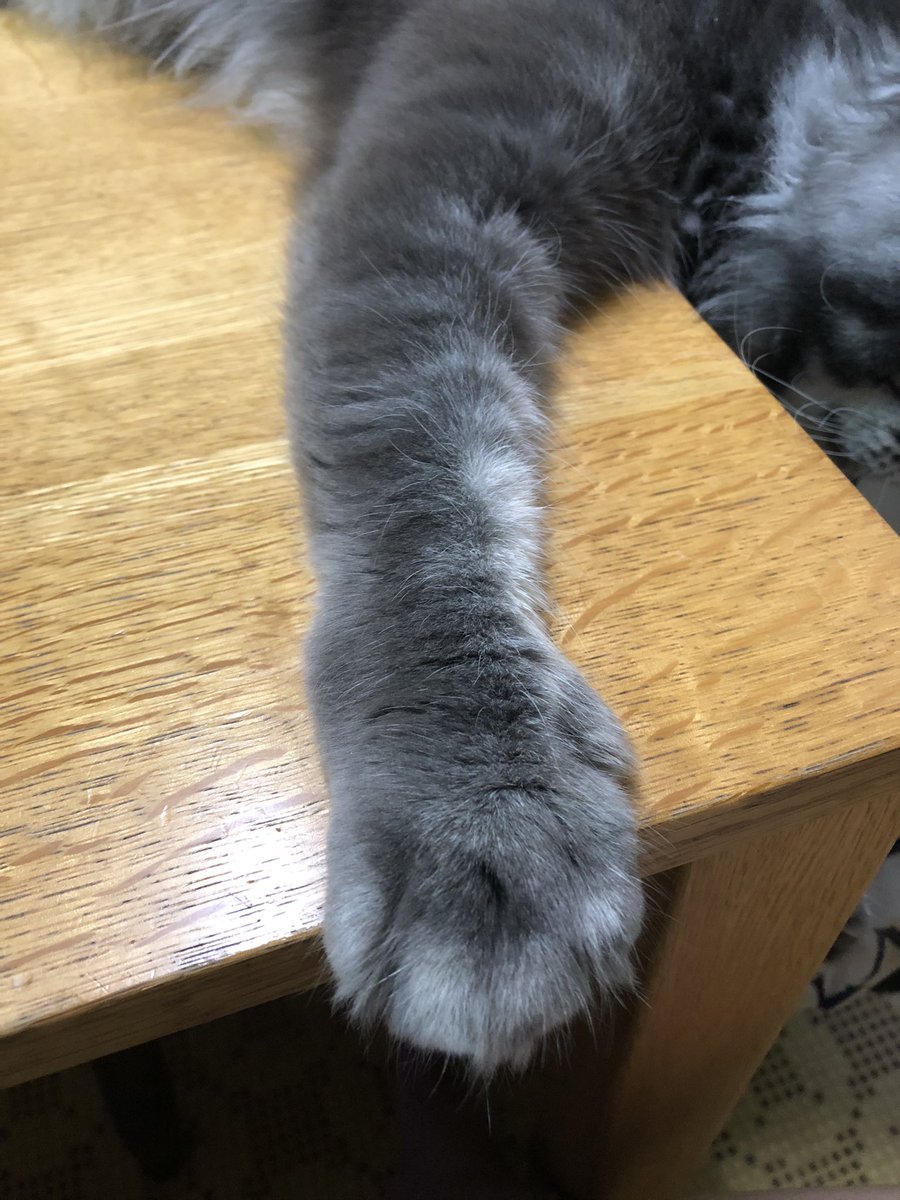 mimiku's tweet photo. ネコ様の爪を切りました。
指も大きくて、毛が長いので大変。
足裏の毛も切りました。
#メインクーン
#メインクーン男の子
#メインクーンは滑る https://t.co/5G7k1Tm1bh