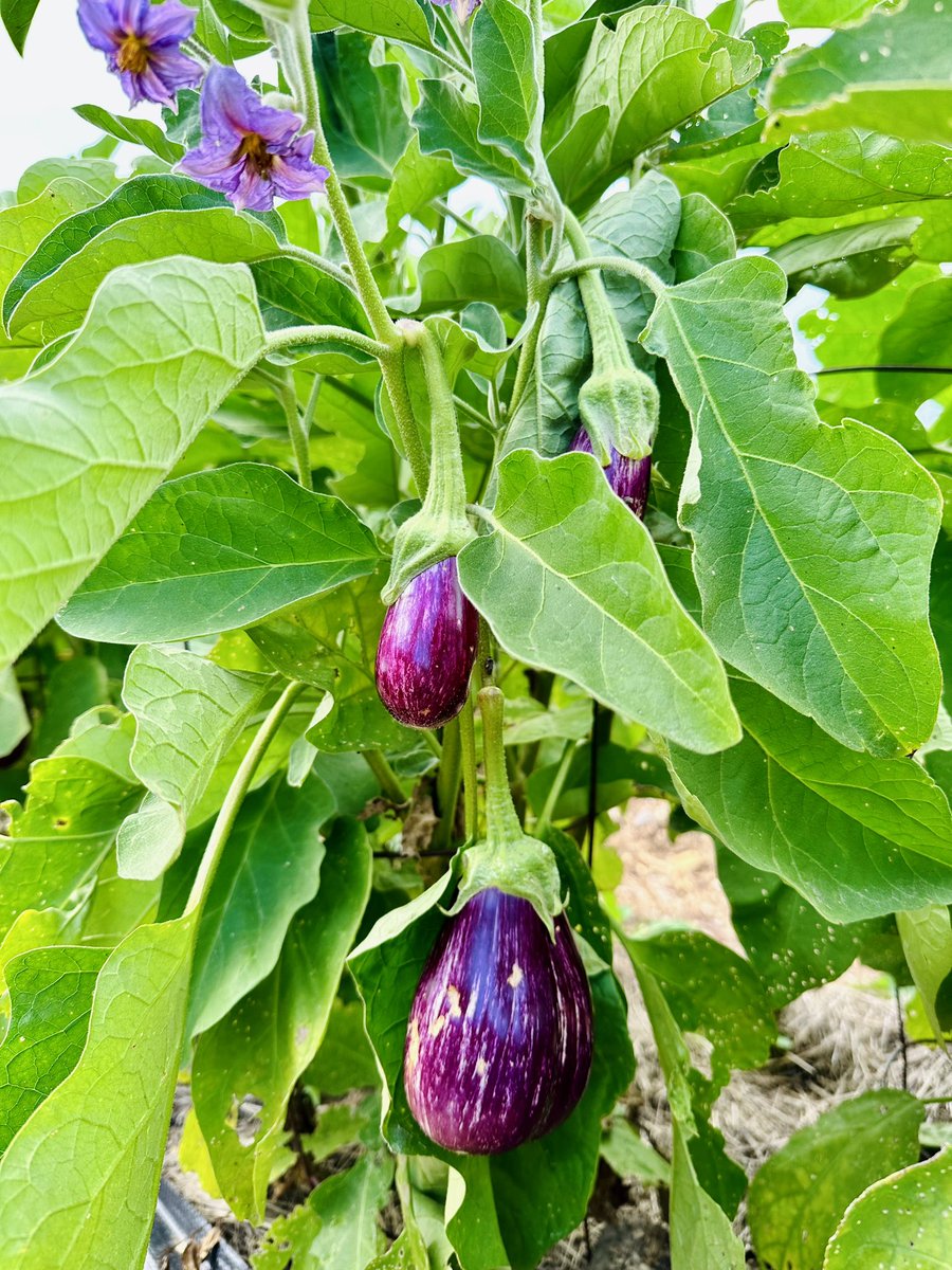 lexi_whalen's tweet photo. Periodic reminder than fighting for the #Greenbelt also looks like supporting your #LocalFarmer and their #LocalMarket 😍
#GreenbeltsGrowFood #FoodlandOntario #LocalFood #GoodThingsGrowInOntario #GreenbeltScandal #OnPoli #OntAgSystem #Class1Soil #MunPoli #CarbonSequestration https://t.co/drxQaWAiXC