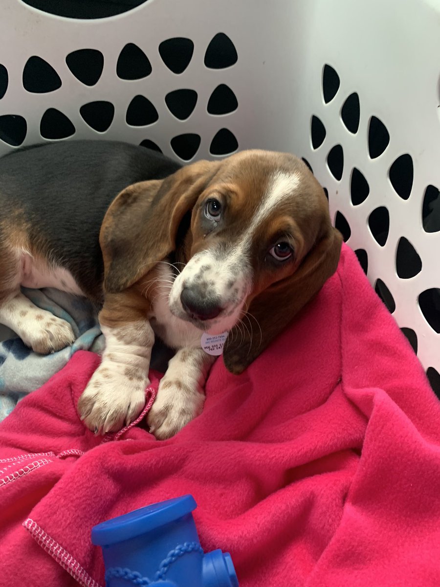 AlyOoop25's tweet photo. Meet my granddog, Lily. She’s a 9 week old basset hound and not spoiled at all. https://t.co/VPLw2kBekl