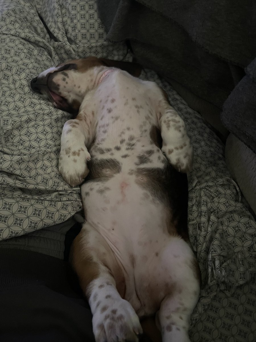 AlyOoop25's tweet photo. Meet my granddog, Lily. She’s a 9 week old basset hound and not spoiled at all. https://t.co/VPLw2kBekl
