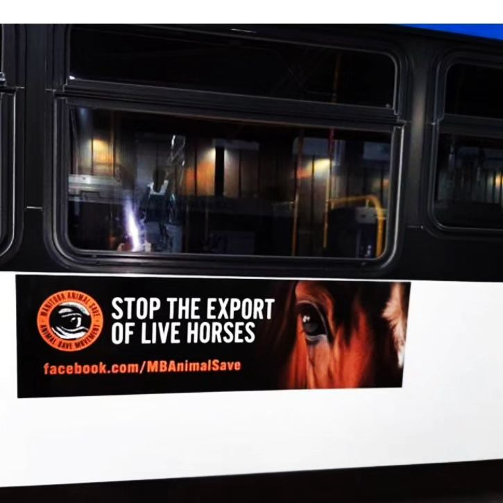 defendhorsescan's tweet photo. Thank you to all who contributed to @mbanimalsave 's
 bus ad campaign and helped make this possible! 👏

The bus routes that their creatives are on change every day, so the posters will be seen all over Winnipeg for the next several weeks. 
#horseshit
#sayneightolivehorseexport https://t.co/UtKZfsEUrT