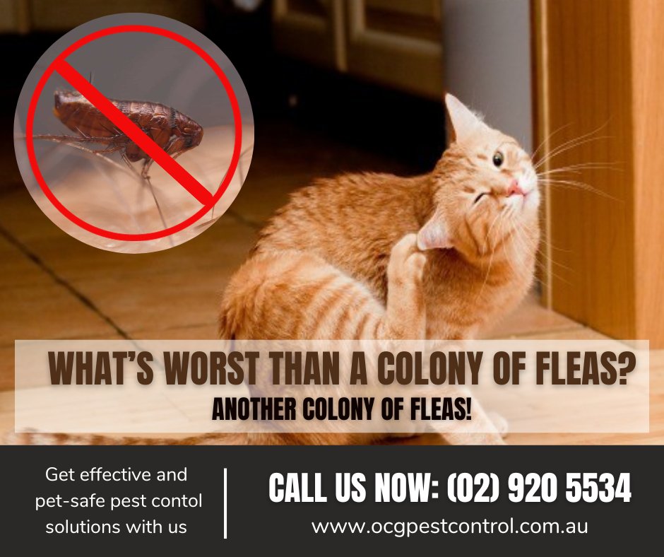 If you suspect fleas infestation , call us today!
rfr.bz/t6o90n8
 #fleainfestation #pescontrol #fleacontrol #ocgpestcontrolcampbelltown