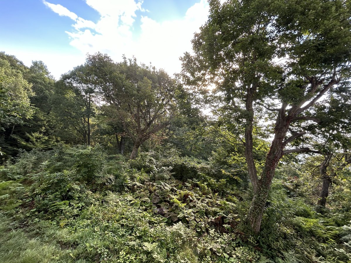 なんだかんだ山籠りしてると仕事はかどるな〜。
ここでzoomとかWeb会議もしたい笑笑