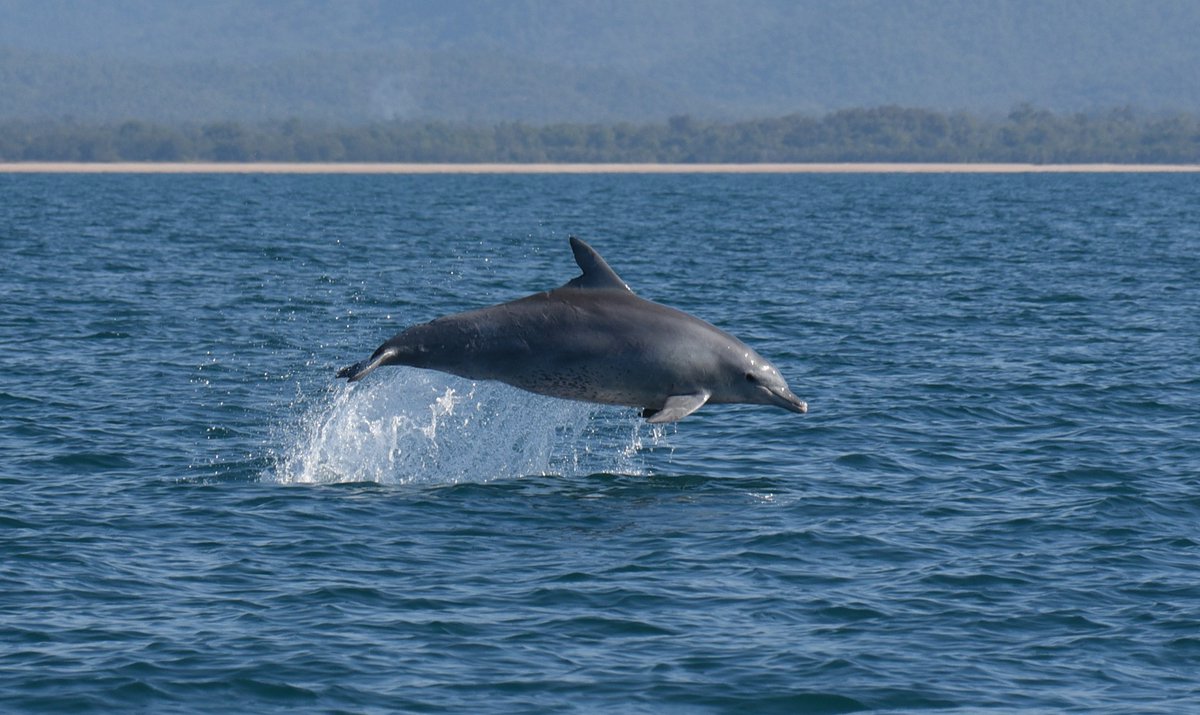 GuidoJParra's tweet photo. It’s been a busy couple of months doing fieldwork and getting to know Australian humpback, snubfin and bottlenose dolphins just a bit more with the @CEBELresearch team. All photos taken under scientific research permit and animal ethics approval. @Flinders @FlindersMarine https://t.co/SGd0lg5gEX