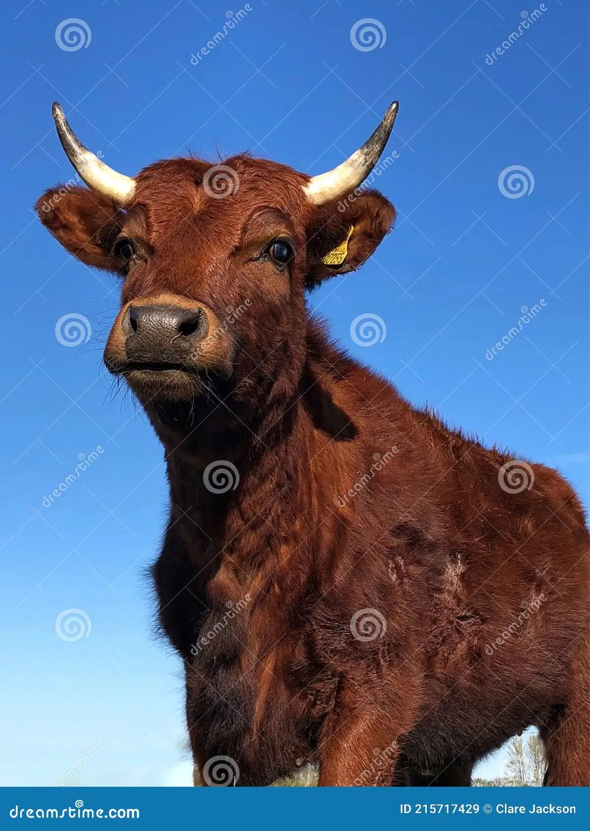 @angrybevo21 Breaking News: @OU_Football changes their mascot effective 2024