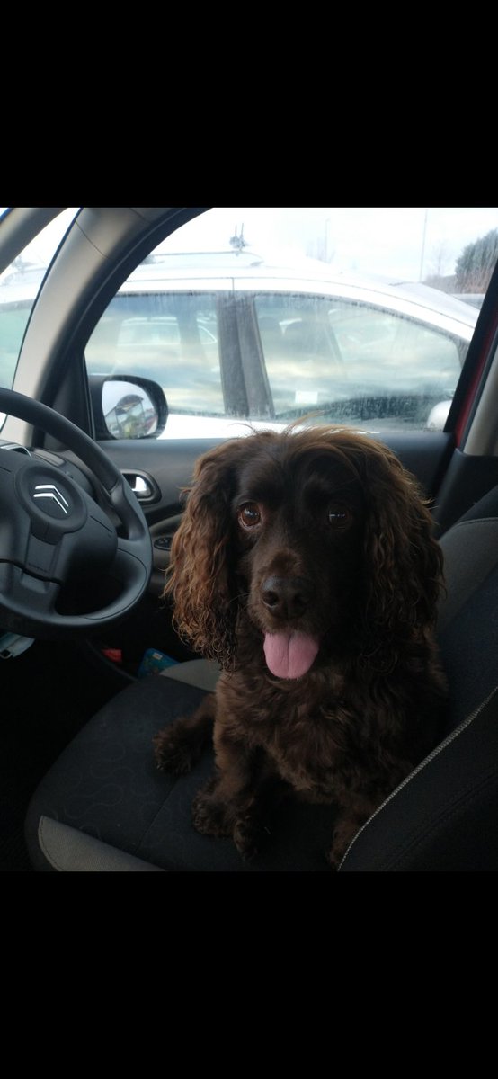 Kerriscotland's tweet photo. @JaneyGodley you're an absolute legend Janey ❤️ 
Here's Pippin preparing for his first driving lesson https://t.co/eh5liUv90h