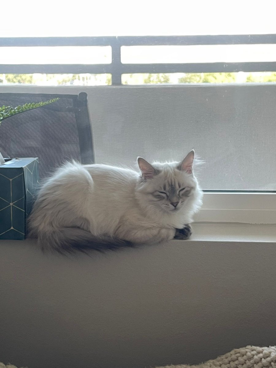 itsZobiaa's tweet photo. Missing Billo 🥺🤍 she’s the sweet kitten https://t.co/DLpqLqYTDR