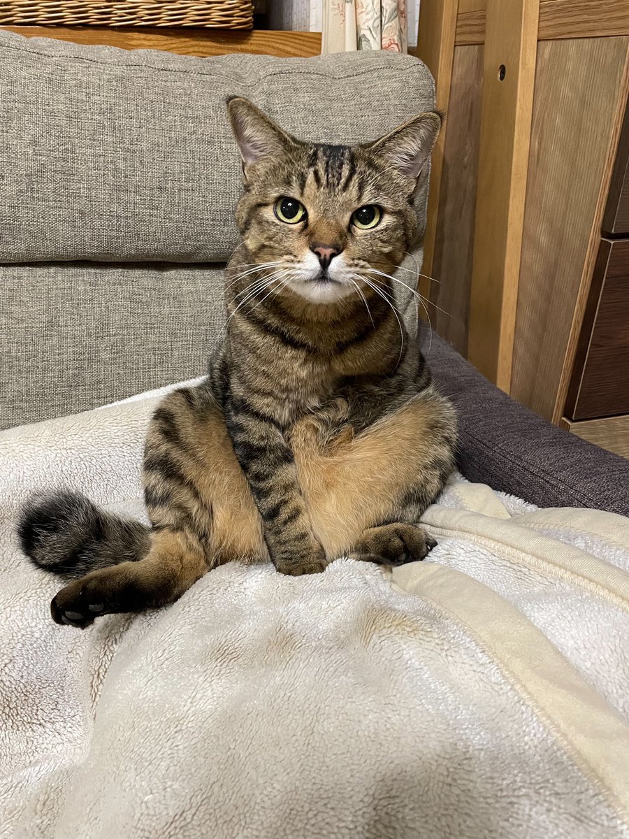 yutagram76's tweet photo. 拡散お願いします。飼ってる猫が脱走してしまいました。付近で見かけたりした方いましたら情報提供お願いします

9月14日22時くらい
岩槻区馬込コンサートホール（パチンコ屋）近くから脱走
名前はベルオ、特徴はキジトラ、雄、去勢済み4歳尻尾が太い
#岩槻 #蓮田 #迷い猫 #保護猫 #猫 #キジトラ https://t.co/oweZnSlb02