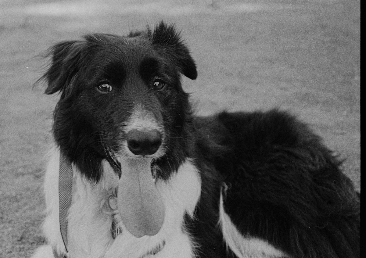 My dog Cody at #MasonDixon #dogpark

#35mm #bordercollie #tongue #blackandwhite #photography #shinyeyes #bignose #floppyears #love