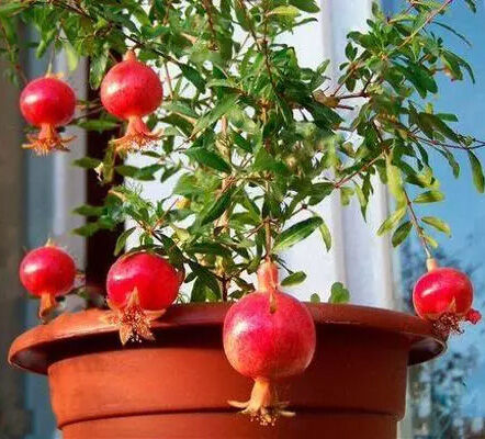 nurserylive's tweet photo. Pomegranate Grafted Plant: Savor the succulent fruits from our premium grafted Pomegranate plants.

Checkout:https://t.co/QsrhwGpWMc

#buyplantsonline #nurserylive #onlinenursery #PomegranateGrafted #FruitingPlants #GraftedTrees #BackyardOrchard https://t.co/rDVohwdASL