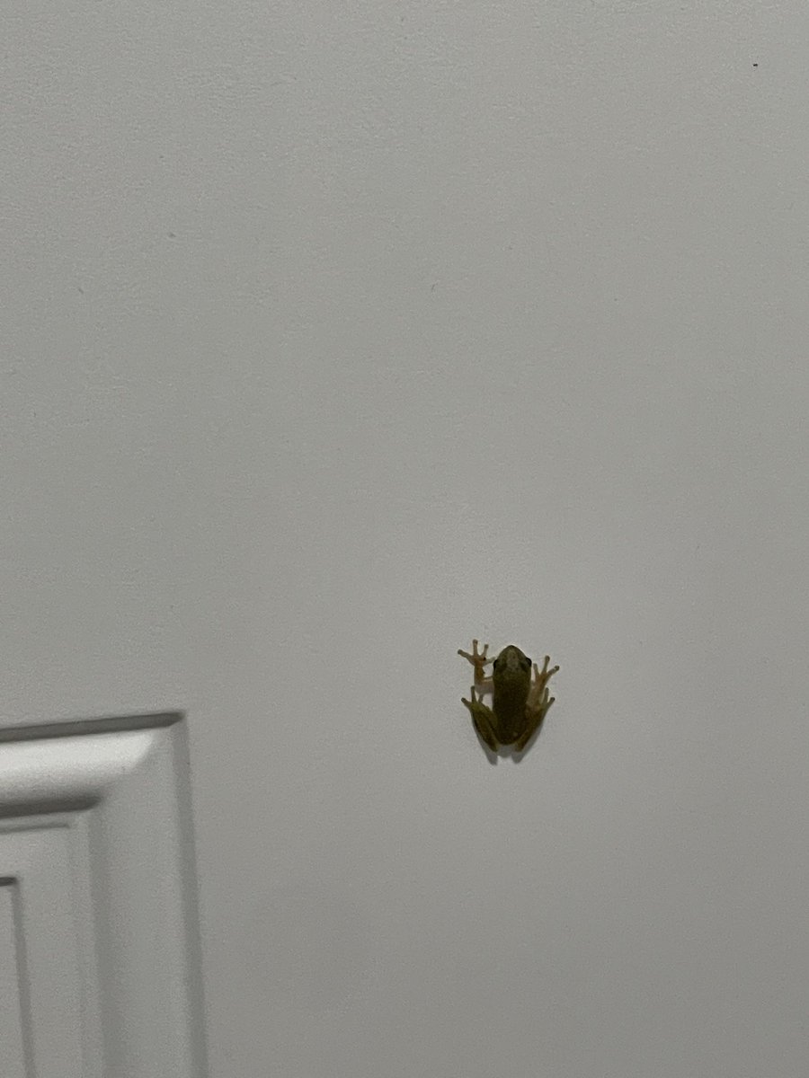 daninoitsnot's tweet photo. ANOTHER ONE GOT INSIDE (I did get him out though). I just don’t understand. https://t.co/74m48Vhy15