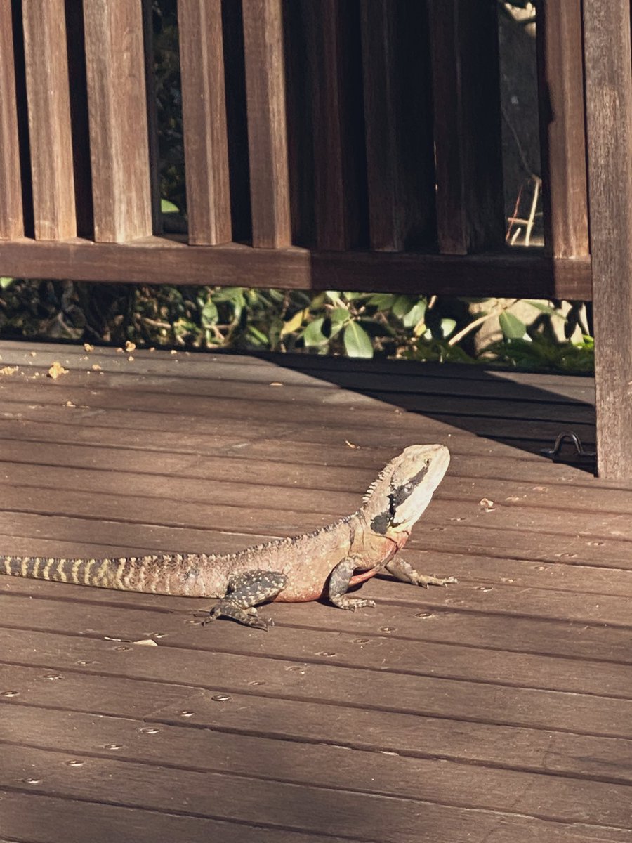 joshreed_mq's tweet image. Good morning welcome to the #BIOL3420 field trip!