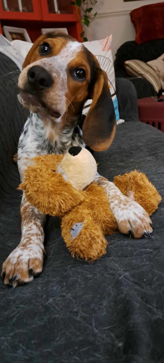 Sir Stanley Zbornak (@thestanleypuph1) on Twitter photo This is 4 month old Rambo. He is the newest <a href="/BeaglePaws/">Beagle Paws Rescue</a> rescue. Every dollar you donate will help him! This is 4 month old Rambo. He is the newest <a href="/BeaglePaws/">Beagle Paws Rescue</a> rescue. Every dollar you donate will help him!