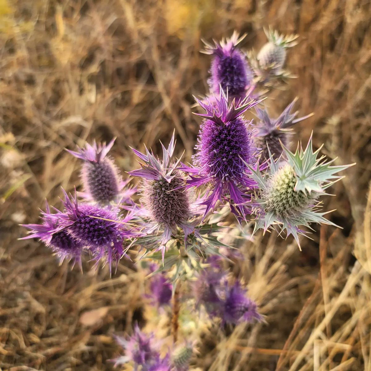 EmmaGoldmanBookClub tweet media