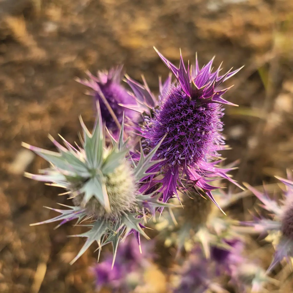 EmmaGoldmanBookClub tweet media