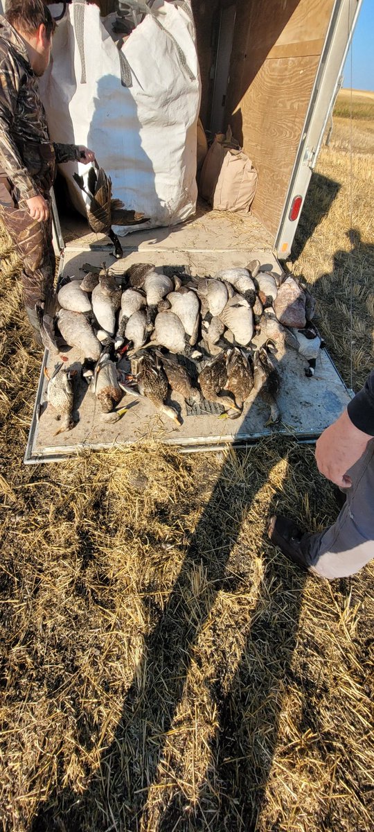 Sunday morning in the office. Finally got the Remington out of the cabinet and bang some shells off. We even managed to get something.