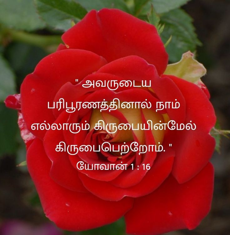 mohandavid10's tweet photo. https://t.co/defccIbQ8v