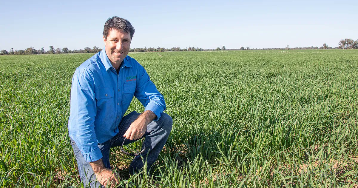 The lack of new broad-spectrum knockdown herbicide options means that growers need to be working hard on other management tools where the double-knock is losing efficacy 🌱 

Read agronomist Barry Haskins' (<a href="/agrobaz/">Barry Haskins</a>) tips to control fleabane ➡️ buff.ly/47Osmo7
