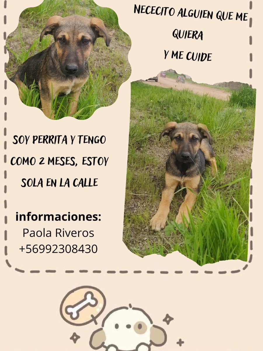 gloriabaettig's tweet photo. 🆘🆘🆘📣 #Papudo está hermosa 🐶 en Adopción 🙏compartan 👇 https://t.co/GblW1EKDNQ