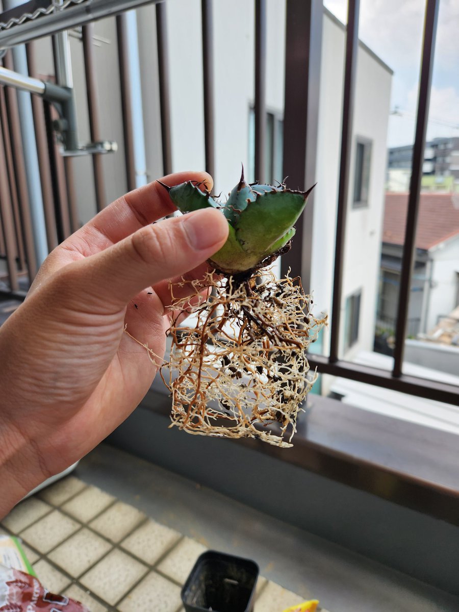 プラ鉢の形だ!