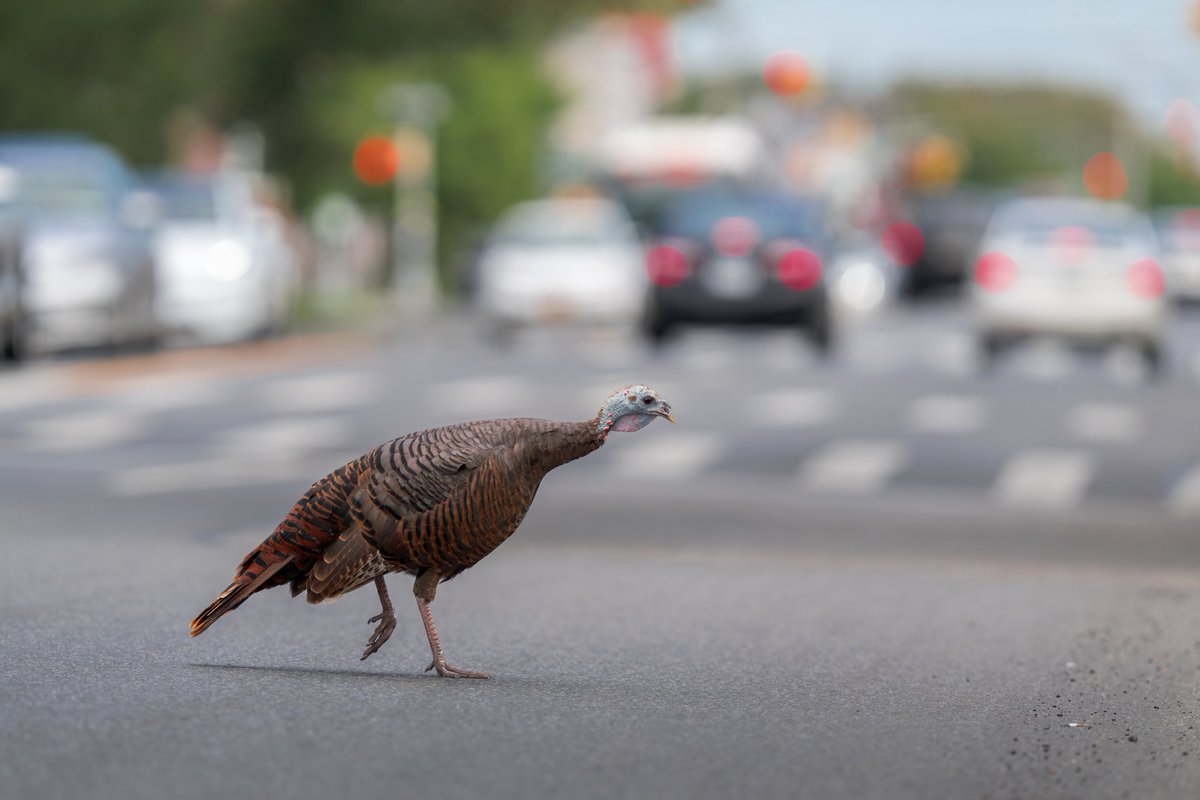 Benjamin Forbes tweet media