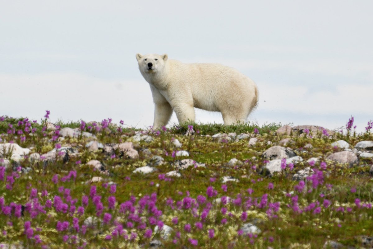 MichaelGerhart5's tweet photo. A polar bear strolls through some fireweed #nature #naturephotography #naturelovers #wildlife #wildlifephotography #wildlifeplanet #churchillwildsafaris #cangeoyourshot #cangeophotoclub #natgeowild  #bbcearth #polarbears #bearsofinstagram #bearlover https://t.co/a88ynrzna7
