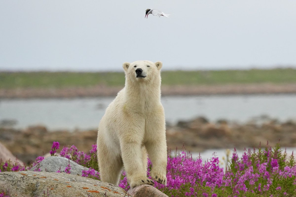 MichaelGerhart5's tweet photo. A polar bear strolls through some fireweed #nature #naturephotography #naturelovers #wildlife #wildlifephotography #wildlifeplanet #churchillwildsafaris #cangeoyourshot #cangeophotoclub #natgeowild  #bbcearth #polarbears #bearsofinstagram #bearlover https://t.co/a88ynrzna7