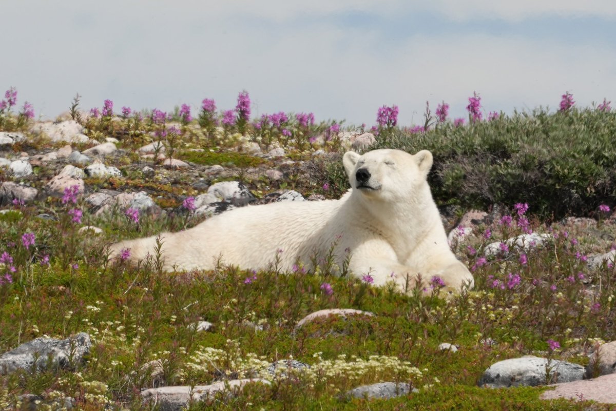 MichaelGerhart5's tweet photo. A polar bear strolls through some fireweed #nature #naturephotography #naturelovers #wildlife #wildlifephotography #wildlifeplanet #churchillwildsafaris #cangeoyourshot #cangeophotoclub #natgeowild  #bbcearth #polarbears #bearsofinstagram #bearlover https://t.co/a88ynrzna7
