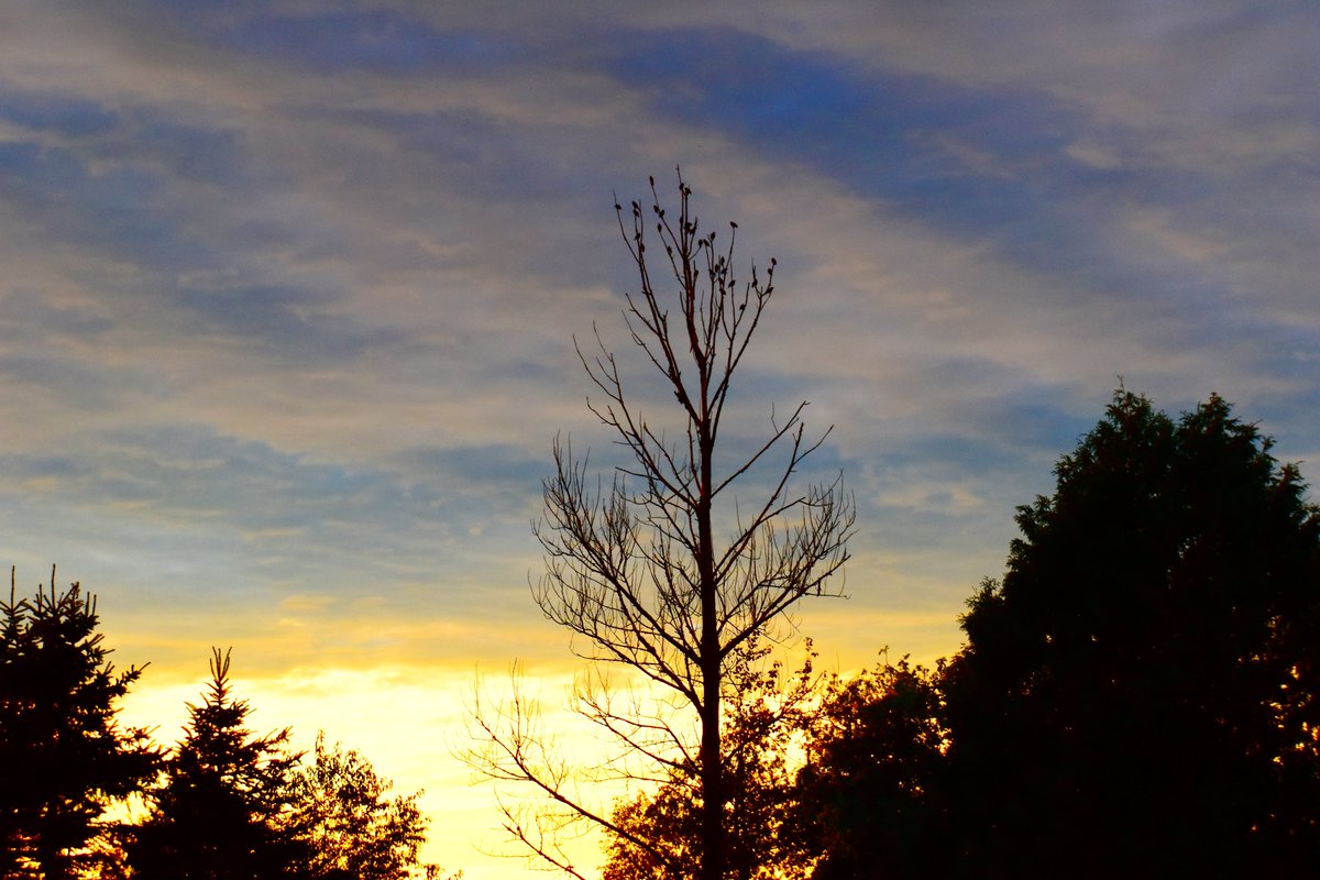 yanneyboy1's tweet image. Listening to a bunch of Grackles singing while enjoying the last minutes of daylight... 😊

#fadingsunset #commongrackle #listentonature #beonewithnature #mothernatureknowsbest