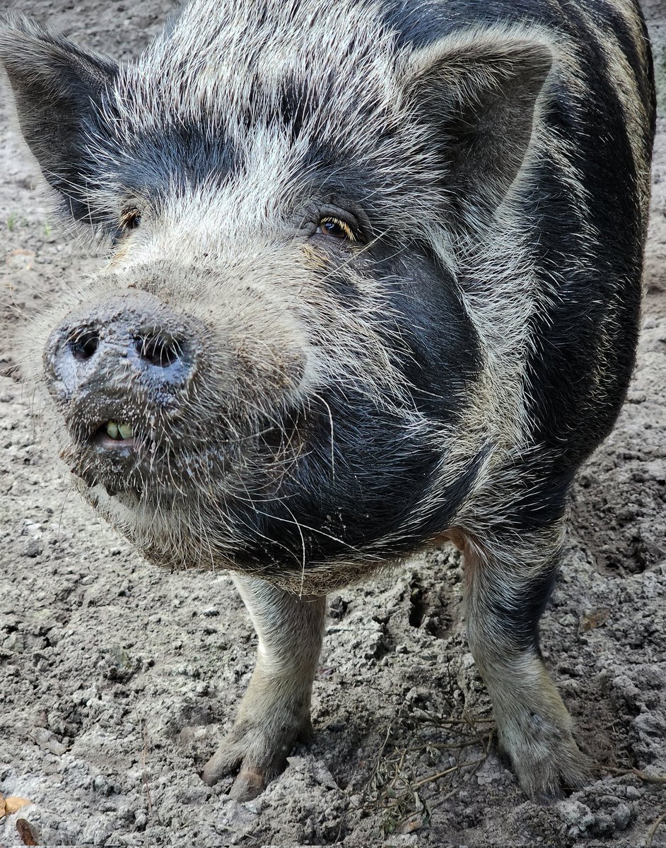 Flip Side Sanctuary tweet media