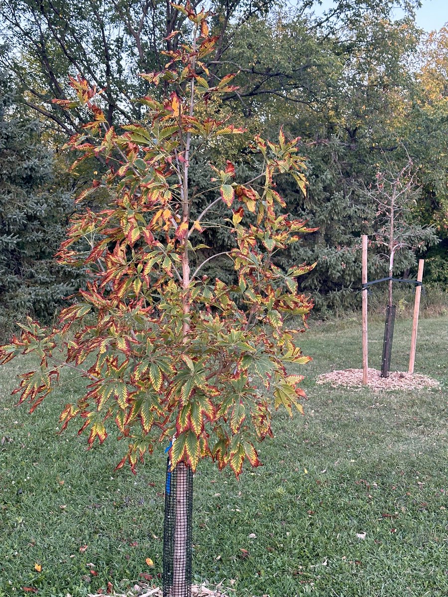 jason_miller's tweet photo. Hello @cityofwinnipeg , a few weeks ago 7 trees were planted in the park near our home east end between Dubuc and Lariviere. Please return to water these trees. I am out of collected rainwater and should not be carrying city water in barrels to your trees. Thank you. https://t.co/M26LnIk4rz