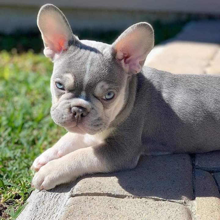 French80u's tweet photo. Head tilts and blue eyes 💙😍

#French #frenchlover #BORNPINKinSEOUL_FINALE #BLACKPINK #AsianCup2023 #INDvsSL #RussellBrand https://t.co/lha5nOJGPQ