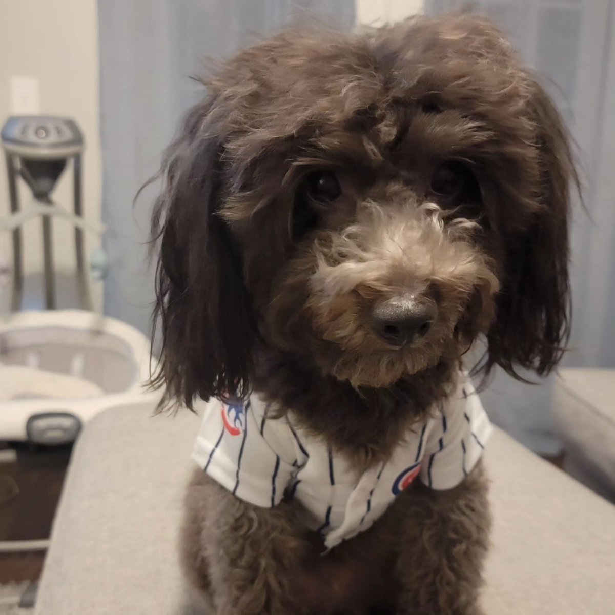 Our dog Wrigley's jersey collection. 
#olemissrebels #DallasCowboys #chicagocubs