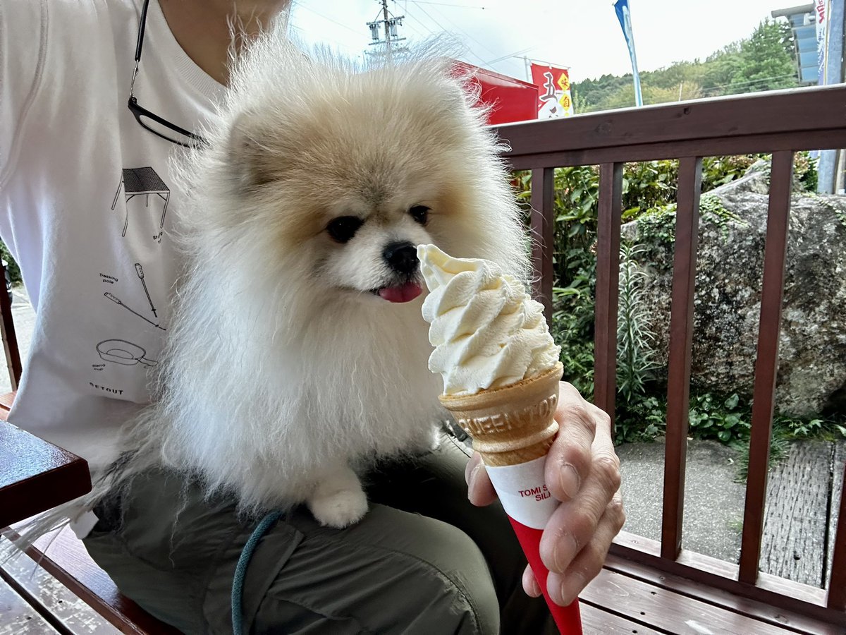 tomooyeah's tweet photo. 暑い時はこれ！

#ポメラニアン　#パーティーカラーポ��ラニアン https://t.co/x1mo3Z0vlt