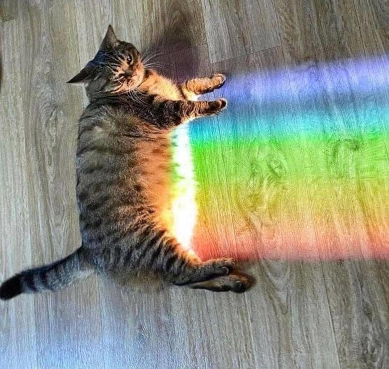 🐈🏳️‍🌈