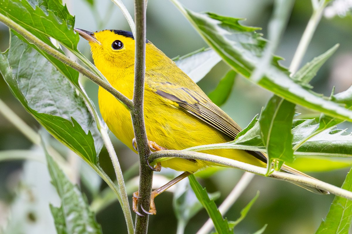 StevenC_in_NYC's tweet photo. Wilson's warbler, The Ramble, Central Park, Upper West Side, NYC
@BirdCentralPark #cpbird #birding https://t.co/k5uCcfltRn