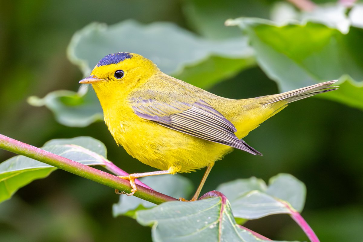 StevenC_in_NYC's tweet photo. Wilson's warbler, The Ramble, Central Park, Upper West Side, NYC
@BirdCentralPark #cpbird #birding https://t.co/k5uCcfltRn