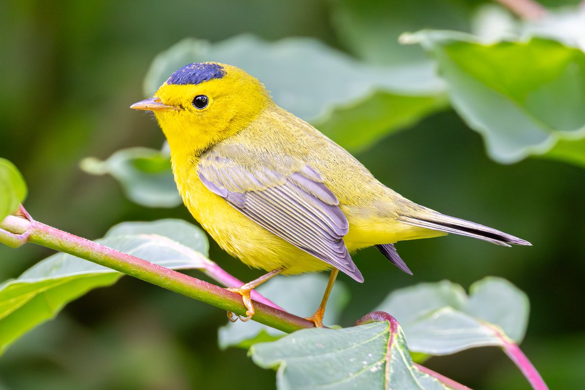 StevenC_in_NYC's tweet photo. Wilson's warbler, The Ramble, Central Park, Upper West Side, NYC
@BirdCentralPark #cpbird #birding https://t.co/k5uCcfltRn