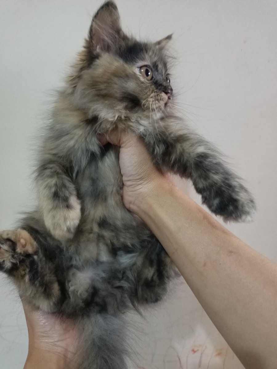 lienz_kitty's tweet photo. Yuk yang mau adopsi kucing murah  idr 350k betina 2.5bln sehat lincah manja lokasi bandung

#kucing #adopsikucing #adopsikucingbandung #adopsikucingbdg #adoptkucing #kucingbandung #kucinglucu #jualkucing #KittensOfTwitter https://t.co/sZHxJBkpnJ