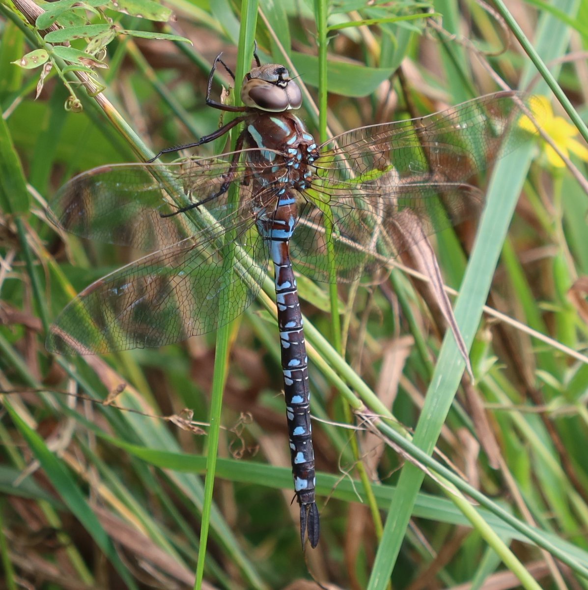 kerryyurewicz's tweet photo. Mosaic Darner #dragonflies are a late season treat here in NH. I think this one is a Black-tipped Darner, Aeshna tuberculifera. #InvertOfTheWeek (belated post for last week!) #Odonata #insect https://t.co/7yjf0EEvh6