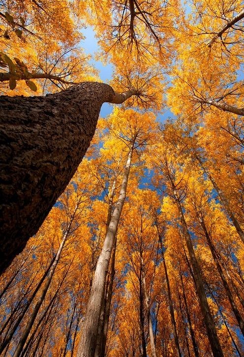 Good morning dear friends 😊🧡✨