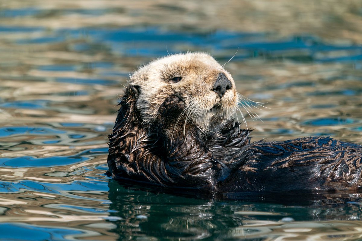 TMMC's tweet photo. Next week is #SeaOtterAwarenessWeek, a time dedicated to these wonderful water weasels 🦦🐚 Stay tuned to learn how these animals are vital to the marine ecosystem, hear inspiring patient stories and more! 🌊 Can't wait? Check out https://t.co/vyyQsHlGwP. https://t.co/0Yz6jAYdvK