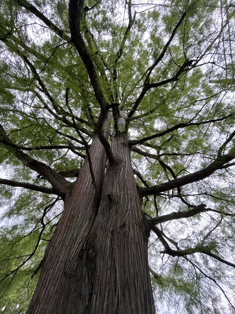 @10MinWalk Really?  @MayorBibb @CityofCleveland swap 1/2 of city park, #Cudell Commons, to @CLEMetroSchools to construct a building & parking lot & cut down 40 mature trees. With NO public notice or civic engagement! Is that what is meant by a'quality and equitable investment in parks?'