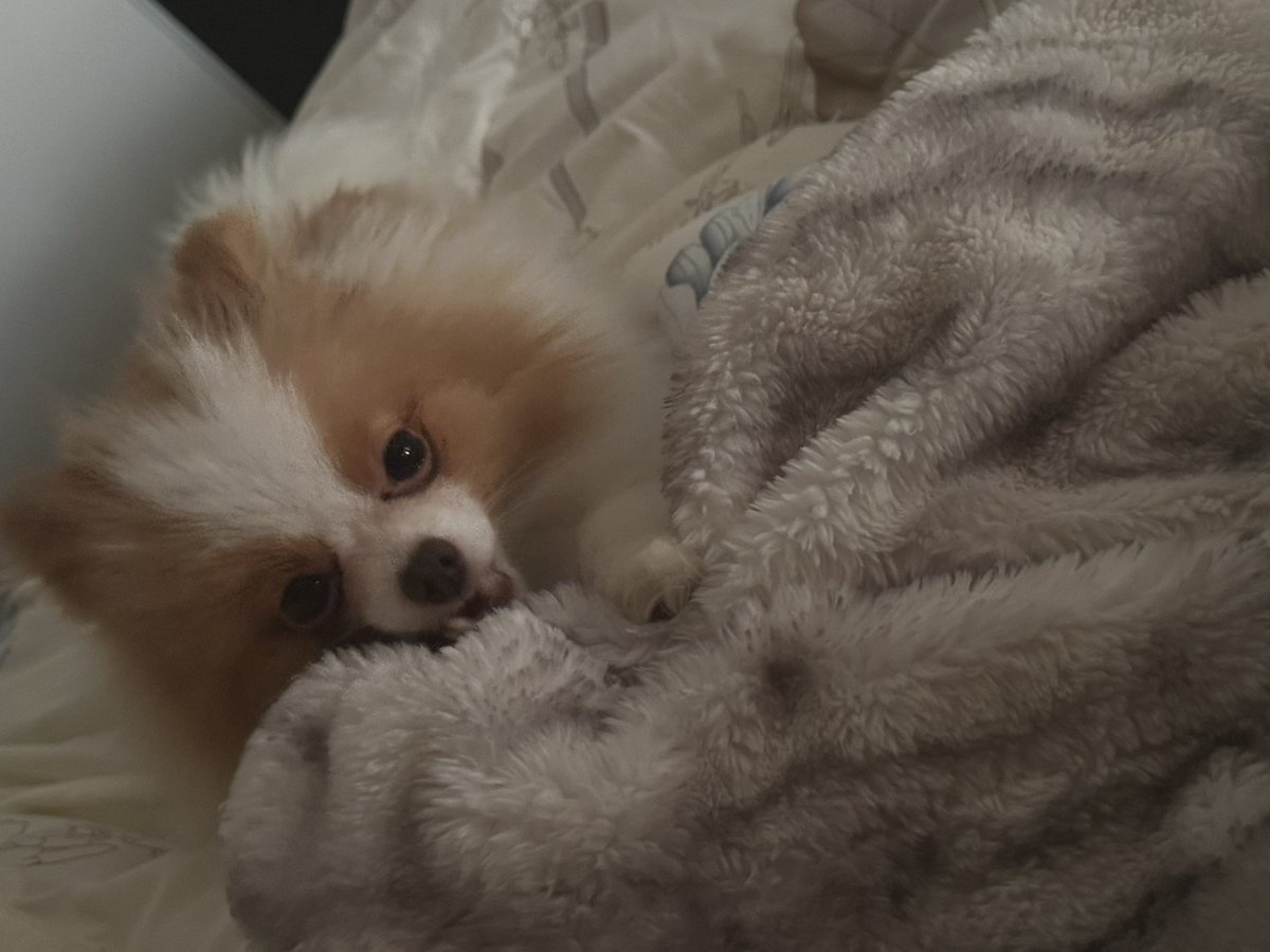 Rtist_One's tweet image. I simply adore you #puppylove #TheodoreRexBear 💙🐾