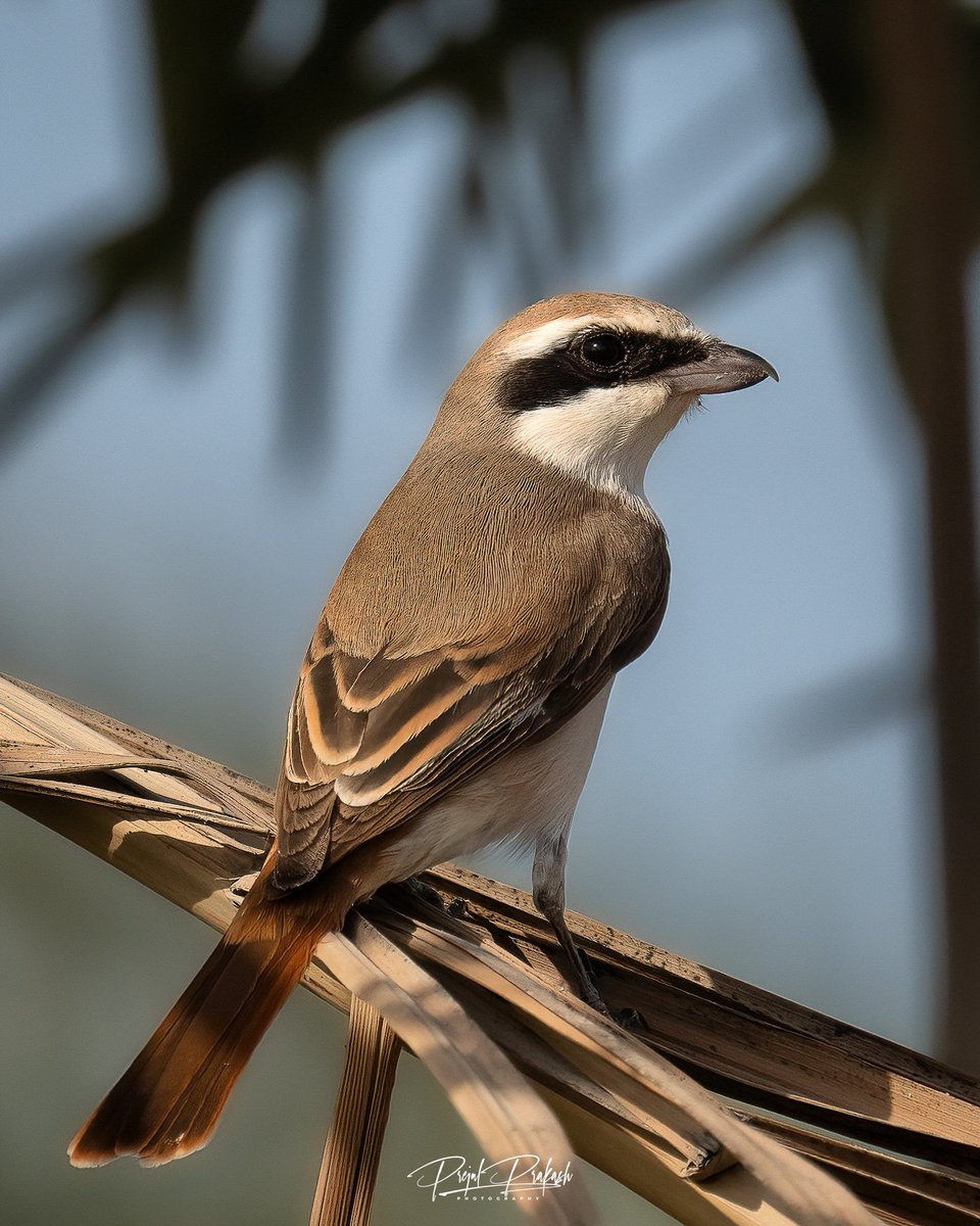 prakash_prejul's tweet photo. Daurian Shrike... 
#BirdsSeenIn2023 #BirdsOfTwitter #BirdsUp #birdsphotography #birdsofbahrain https://t.co/cxt1ObRGeV