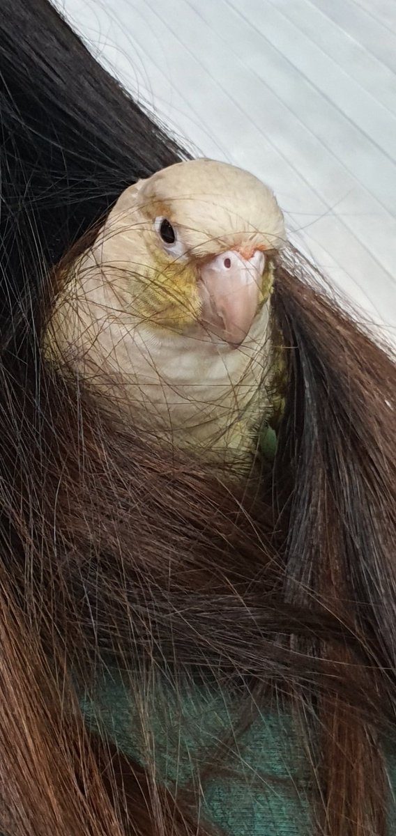 Today_Ara's tweet photo. 머리카락 괴물(친구)에게 잡힌 임이루 https://t.co/uahY0Q2MMW