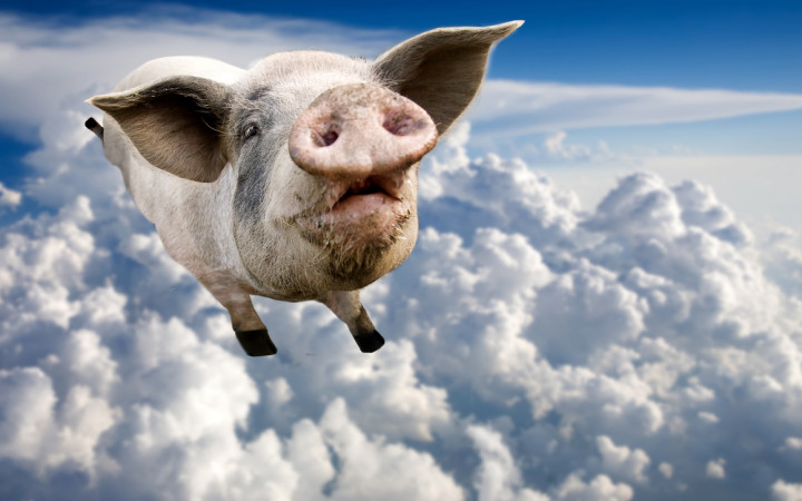 godethio's tweet photo. @_Gojjam that aside. it would be funny if pigs could fly🙂 https://t.co/u0mHmcZQ8g