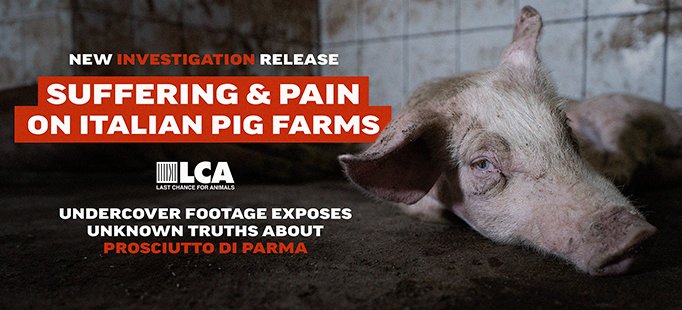 Undercover footage of #Italian Pig farms. The footage, from early 2023, shows horrendous conditions and Animal neglect at three separate Pig farms authorized to breed and supply #ParmaHam for the producers of #ProsciuttodiParma #Italy

➡️lcanimal.org/index.php/inve…