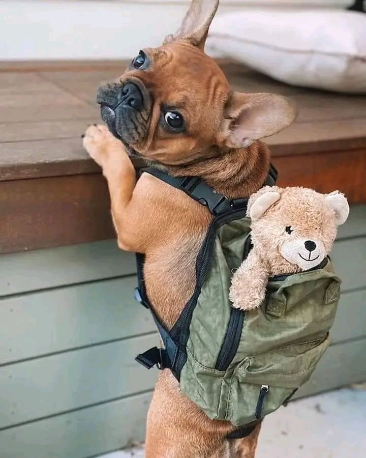 Perfect shoot ❤❤ #frenchbulldog #frenchielover